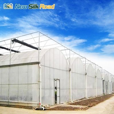 Customized Roof Height 3.5m-5.8m Film Cover Greenhouse for Agriculture at Affordable