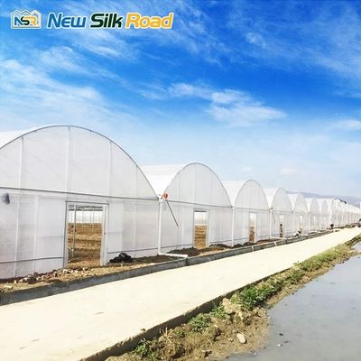 NSR Greenhouse Double Layer Economical Plastic Vegetable Tunnel Greenhouse at Affordable