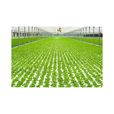 Large 2021 PVC Dwc Aquaponics Farm for High Density Soilless Agriculture of Seedlings