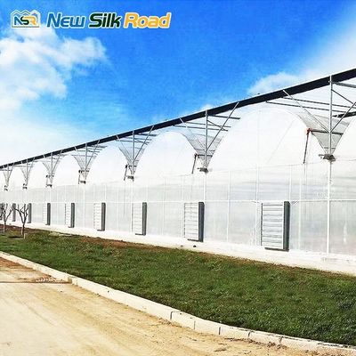 Single Layer Greenhouse for Hydroponic Vegetable Farming Large Walk-In Tunnel Design