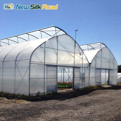 NSR Large Single Layer Hydroponic Greenhouse with Plastic Film and Steel Materials