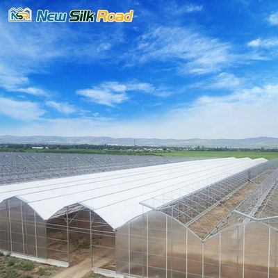 NSR Large Single Layer Hydroponic Greenhouse with Plastic Film and Steel Materials
