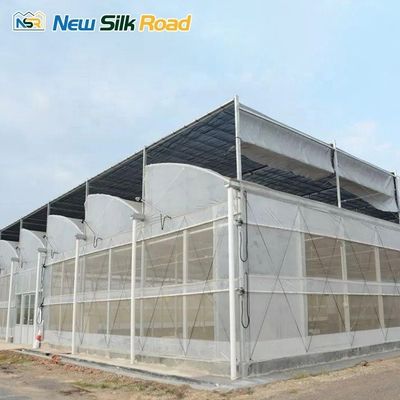 Single-Layer Plastic Film Steel Dents de Scie Agricultural Serre for Seaside Area Sale