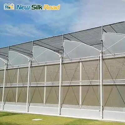 Hot Galvanized Steel Frame Multi-Span Agricultural Greenhouses for Caribbean Planting