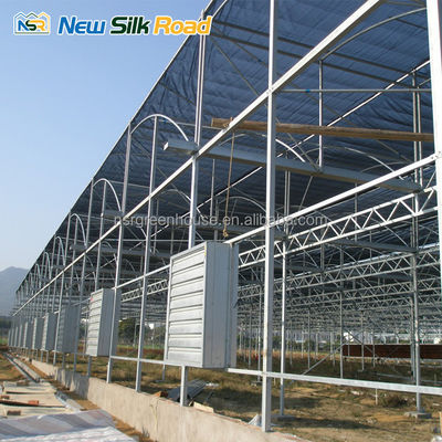 4m/4.5m/5m/Customized Section Economical Greenhouse for Plant Usage in Hurricane Areas