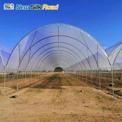Vegetables Growing Solution Simple Multi-Span Agricultural Greenhouse for Blueberries