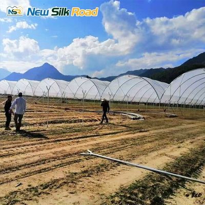 Economically Viable Multi-Span Tunnel Greenhouse for Agriculture Hydroponic Planting