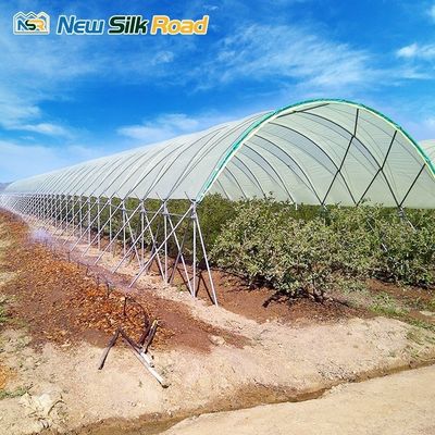 Wind Load 0.6 kn/m2 Multi-Span Agricultural Greenhouse for Hydroponic Strawberries