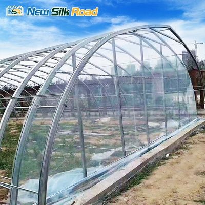Tomato Farming Small PE Film Greenhouse with Galvanized Steel Frame and PO Film Cover