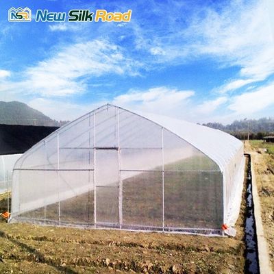 Tomato Farming Small PE Film Greenhouse with Galvanized Steel Frame and PO Film Cover