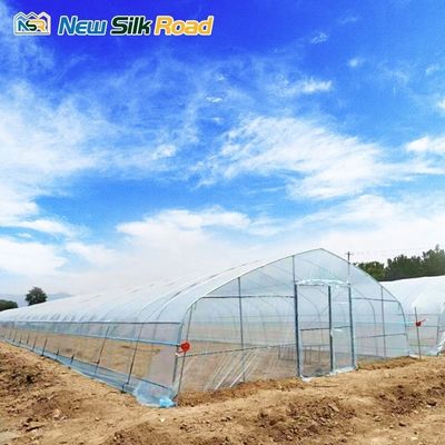 Customized Top Height Single-Layer Steel Greenhouse for Tomatoes Hydroponic Planting