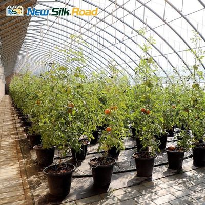 Low Cost Single Layer Winter Greenhouse with Galvanized Steel Frame Plastic Glass Cover Material Planting Tomatoes Small Size