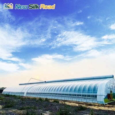 Low Cost Single Layer Winter Greenhouse with Galvanized Steel Frame Plastic Glass Cover Material Planting Tomatoes Small Size