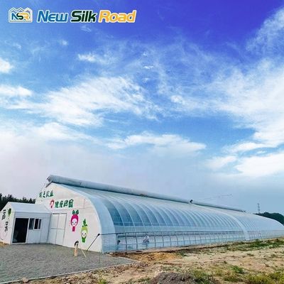 Low Cost Single Layer Winter Greenhouse with Galvanized Steel Frame Plastic Glass Cover Material Planting Tomatoes Small Size