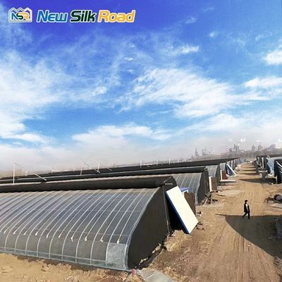 Small to Large Size Hydroponic Solar Greenhouse PE Film Plant for Chinese Market