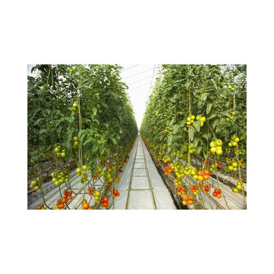 5.8m Section Hydroponic Nft System Greenhouse Ideal for Growing Fruits and Vegetables