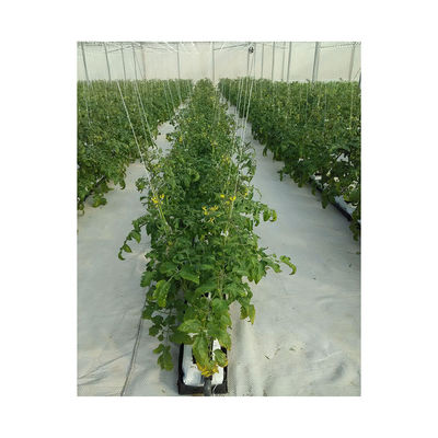 5.8m Section Hydroponic Nft System Greenhouse Ideal for Growing Fruits and Vegetables