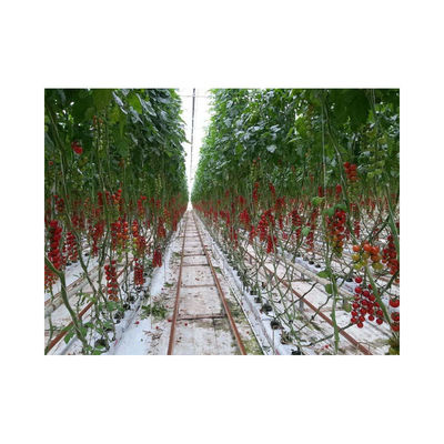 5.8m Section Hydroponic Nft System Greenhouse Ideal for Growing Fruits and Vegetables
