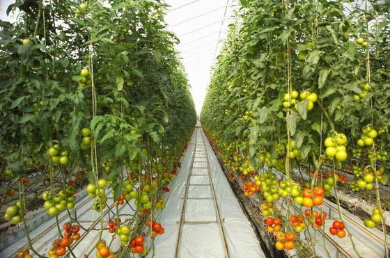 Hot Sale Vegetable Fruits Flowers Strawberry Stable Structure Pc Sheet Soilless Culture