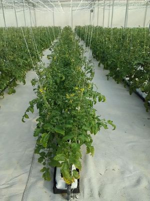 Hot Sale Vegetable Fruits Flowers Strawberry Stable Structure Pc Sheet Soilless Culture