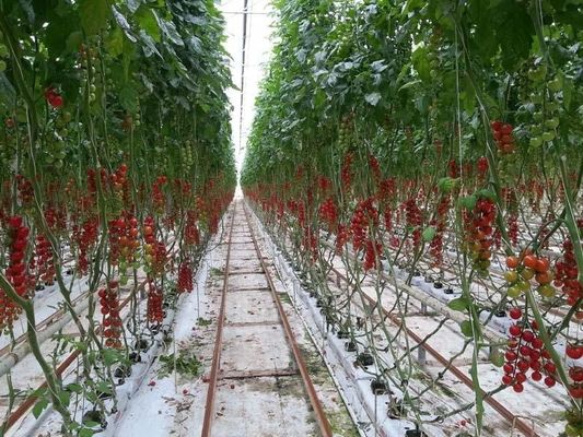 Hot Sale Vegetable Fruits Flowers Strawberry Stable Structure Pc Sheet Soilless Culture