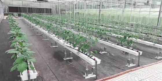 Hot Sale Vegetable Fruits Flowers Strawberry Stable Structure Pc Sheet Soilless Culture