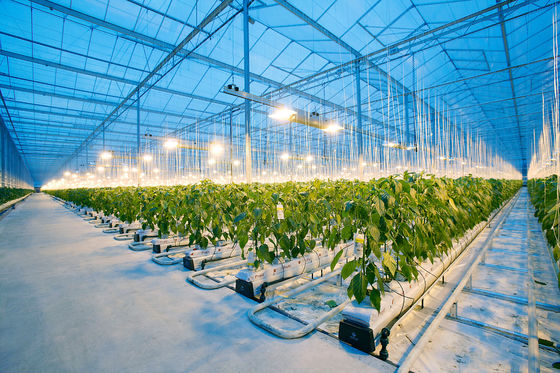 Hot Sale Vegetable Fruits Flowers Strawberry Stable Structure Pc Sheet Soilless Culture