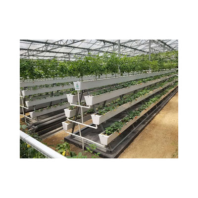 White Food Grade Plastic Board Greenhouse for Growing Strawberries in Multi-Span Design