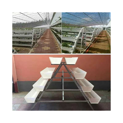 White Food Grade Plastic Board Greenhouse for Growing Strawberries in Multi-Span Design
