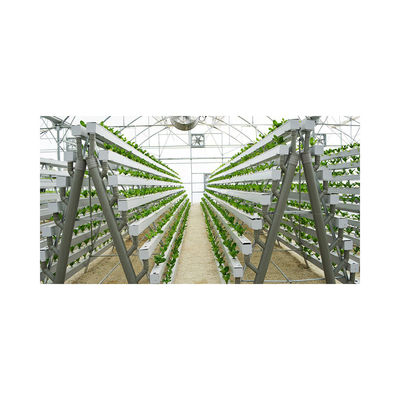 White Food Grade Plastic Board Greenhouse for Growing Strawberries in Multi-Span Design
