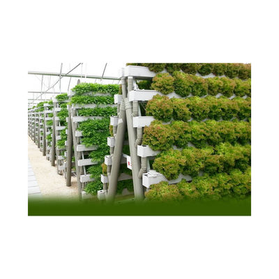 White Food Grade Plastic Board Greenhouse for Growing Strawberries in Multi-Span Design