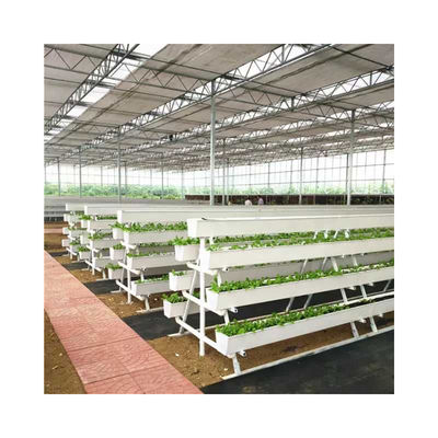 White Food Grade Plastic Board Greenhouse for Growing Strawberries in Multi-Span Design