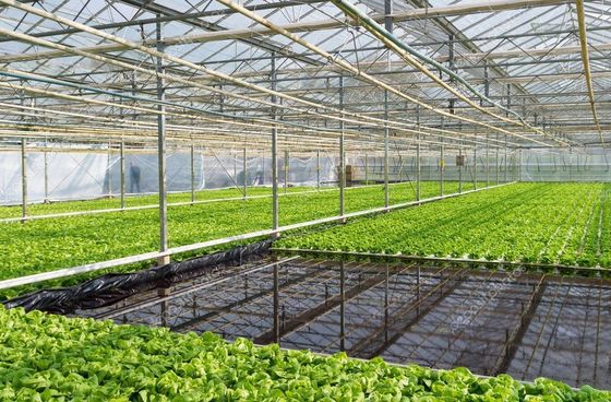 Wholesale Saving-water Hydroponics Vegetables  PVC Nft Hydroponics System For Hydroponic