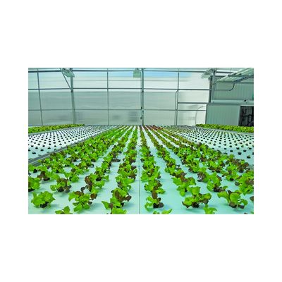 Large 2021 PVC Dwc Aquaponics Farm for High Density Soilless Agriculture of Seedlings