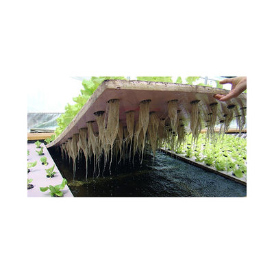 Large 2021 PVC Dwc Aquaponics Farm for High Density Soilless Agriculture of Seedlings