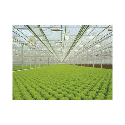 Large 2021 PVC Dwc Aquaponics Farm for High Density Soilless Agriculture of Seedlings