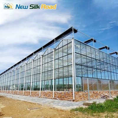 Multi-Span Venlo Greenhouse with Hot Dip Galvanized Steel Frame and NSR Instruction