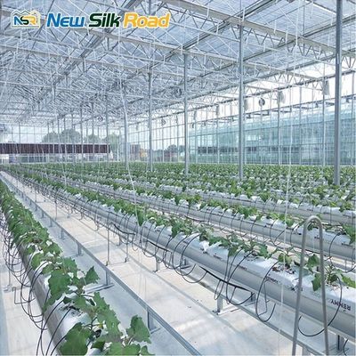 Multi-Span Venlo Greenhouse with Hot Dip Galvanized Steel Frame and NSR Instruction