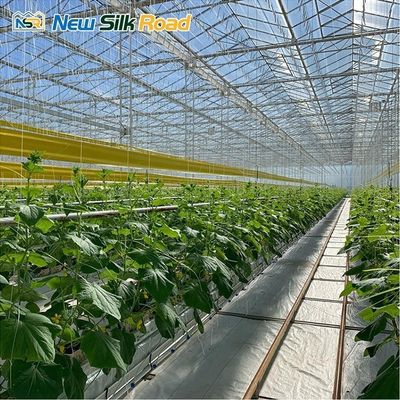 Multi-Span Venlo Greenhouse with Hot Dip Galvanized Steel Frame and NSR Instruction