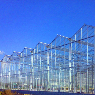 Large Glass Greenhouse with Soilless Culture and Automatic Hydroponic Drip Irrigation