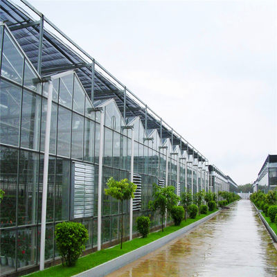 Large Glass Greenhouse with Soilless Culture and Automatic Hydroponic Drip Irrigation