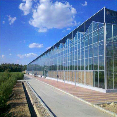 Large Glass Greenhouse with Soilless Culture and Automatic Hydroponic Drip Irrigation