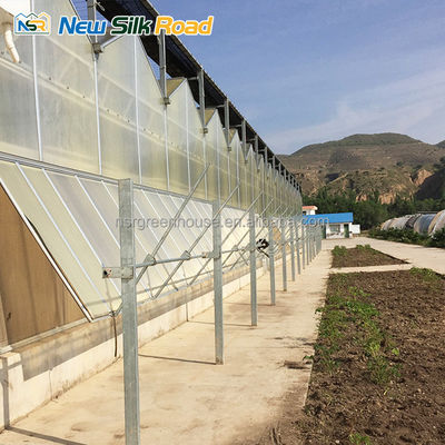 6m/6.2m/6.4m/8m/9.6m/10.8m/12m Large Multi-Span Agricultural Greenhouse for Plant Usage