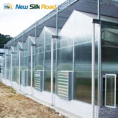 Customized Span Width Venlo Type Polycarbonate Greenhouse with Galvanized Steel Frame