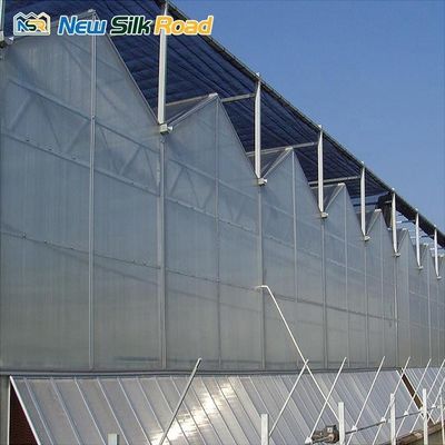 Customized Span Width Venlo Type Polycarbonate Greenhouse with Galvanized Steel Frame