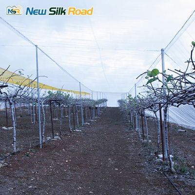 Large/Small Sizes HDPE Agricultural Insect Net Greenhouse with Galvanized Steel Frame