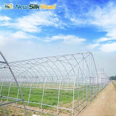 Customized Top Height Single-Layer Steel Greenhouse for Tomatoes Hydroponic Planting