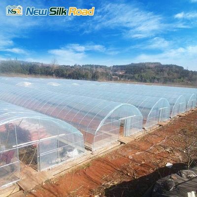 Customized Top Height Single-Layer Steel Greenhouse for Tomatoes Hydroponic Planting