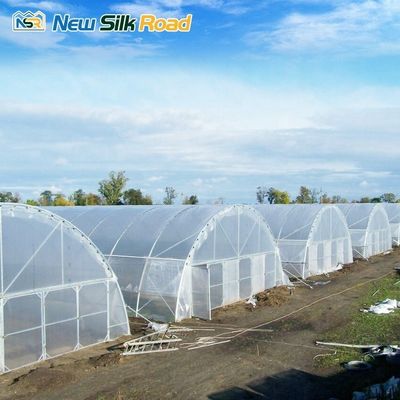 Customized Top Height Single-Layer Steel Greenhouse for Tomatoes Hydroponic Planting