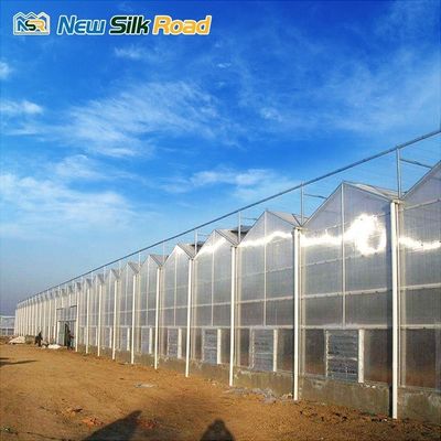 Nft Leafy Vegetable Hydroponic System in Pc Sheet Multi-Span Agricultural Greenhouse